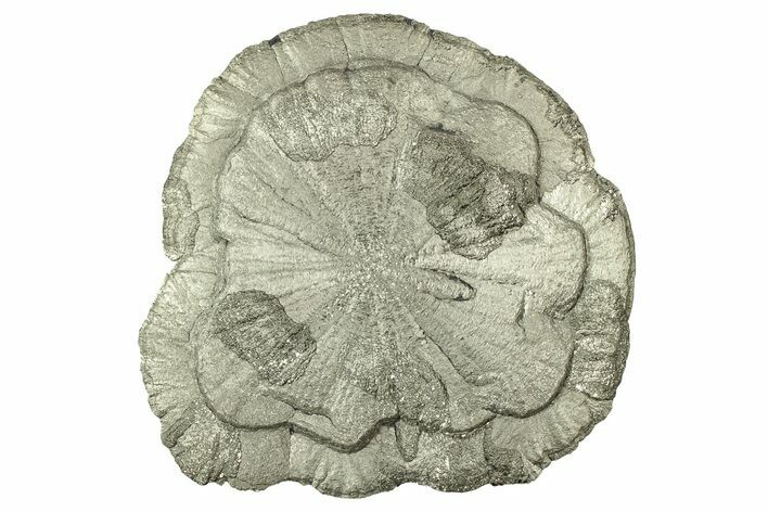 Pyrite Sun - Sparta, Illinois #315990